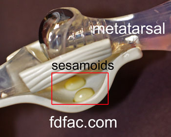 Sesamoid_Anatomy